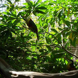 Curl-Crested Aracaris