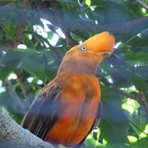Andean Cock-of-the-Rock