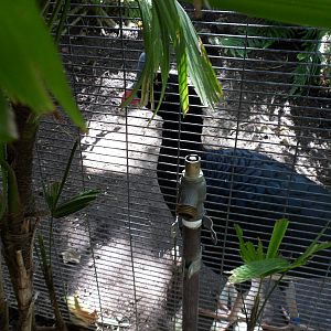 Northern Helmeted Curassow