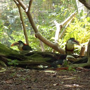 Curl Crested Aracari and Ivory Billed Aracari