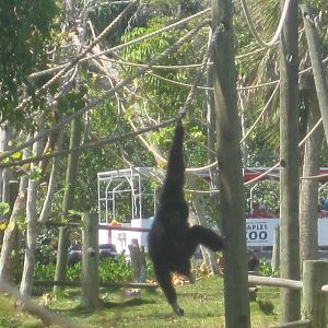 Primate Expedition Cruise- White-Handed Gibbon