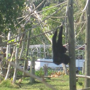 Primate Expedition Cruise- Gibbon