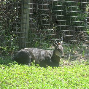 Yellow-Backed Duiker