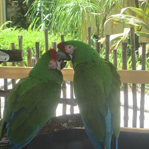 Military Macaws