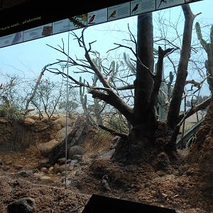 Bronx Zoo- World of Birds- Part 1 of Mixed Desert Exhibit