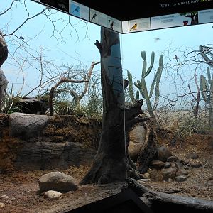 Bronx Zoo- World of Birds- Part 2 of Mixed Desert Exhibit