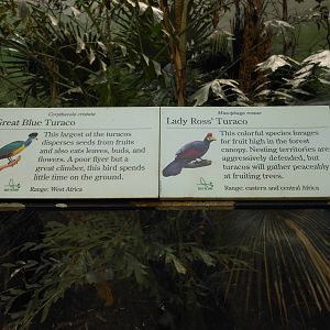 Bronx Zoo- World of Birds- Rainforest Room Signage 1