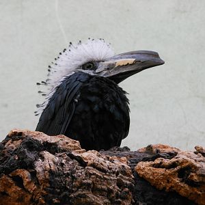 Bronx Zoo- World of Birds- White-crested Hornbill in Rainforest Room 1