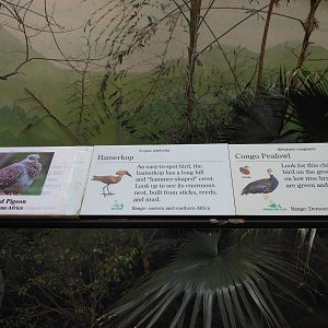 Bronx Zoo- World of Birds- Rainforest Room Signage 4