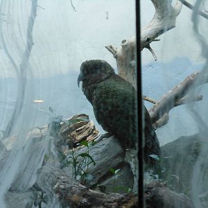 Bronx Zoo- World of Birds- New Kea