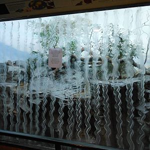 Bronx Zoo- World of Birds- Kea Exhibit