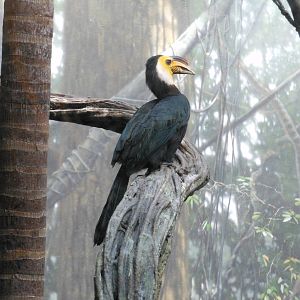 Bronx Zoo- World of Birds- Sulawesi Tarictic Hornbill