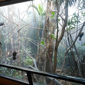 Bronx Zoo- World of Birds- Sulawesi Tarictic Hornbill Exhibit