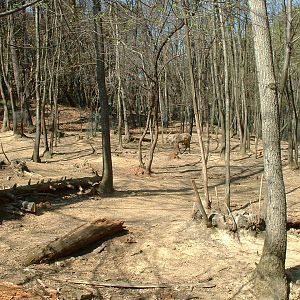 Pistoia Zoo - March 2012