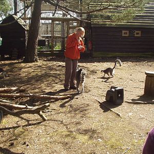 Ring Tailede Lemurs 2nd April 2012