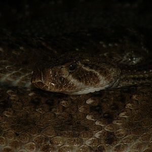 Pistoia Zoo - March 2012