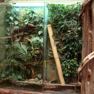 Terrarium of Furcifer pardalis/Phelsuma standingi