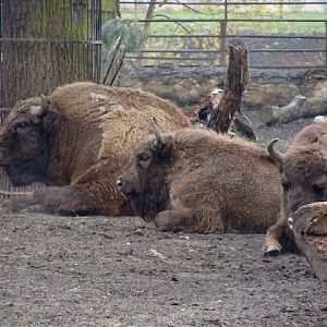 Bison bonasus bonasus