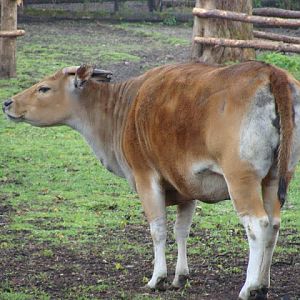 Bos javanicus