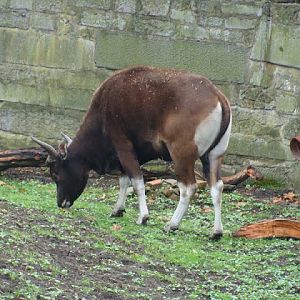 Bos javanicus