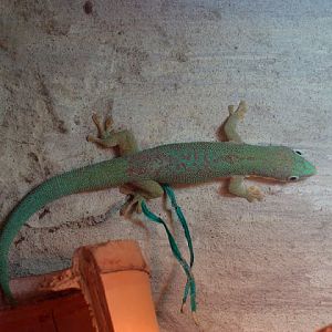 Phelsuma dubia