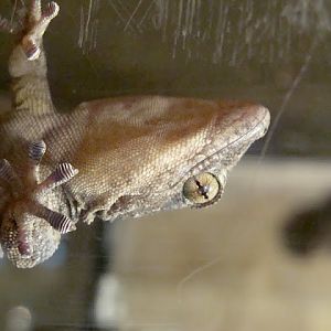 Tarentola delalandii