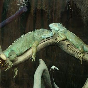 Iguana iguana