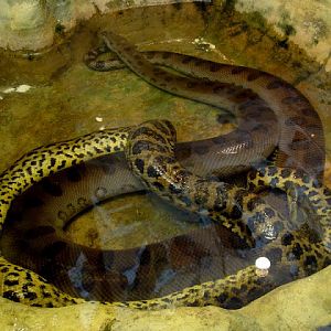 Eunectes murinus/Eunectes noteus