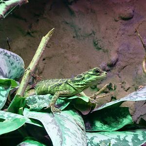 Hydrosaurus pustulatus