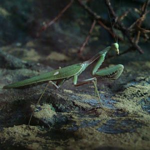 Sphodromantis gastrica