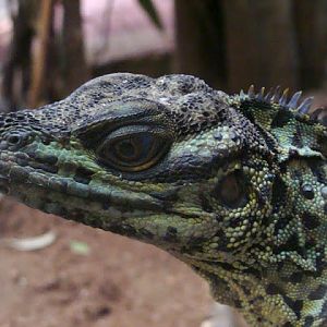 Hydrosaurus amboinensis