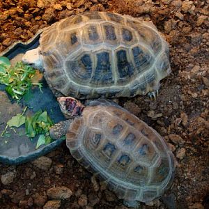 Indotestudo elongata