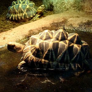 Geochelone platynota