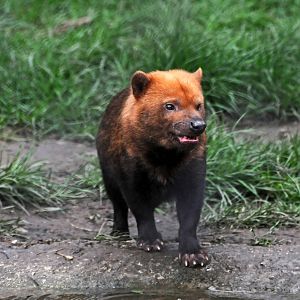 Bush Dog