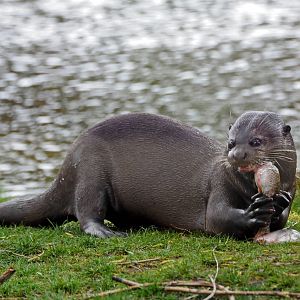 Giant Otter