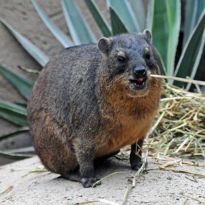 Rock Hyrax