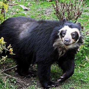 Spectacled Bear