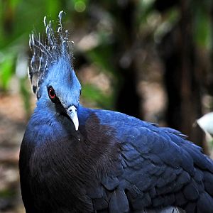 Victoria Crowned Pigeon