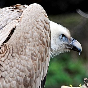 Western Eurasian Griffon Vulture