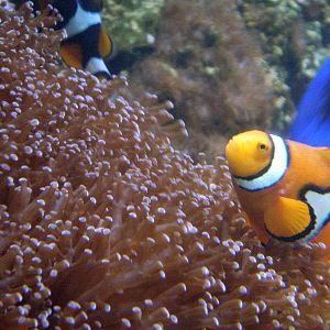 Orange clownfish
