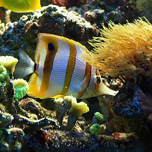Copperband butterfly fish