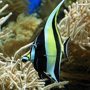 Moorish idol