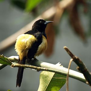 Cock Montserrat oriole