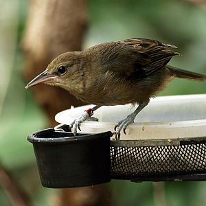 Hen Montserrat oriole