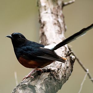 White-rumped shama