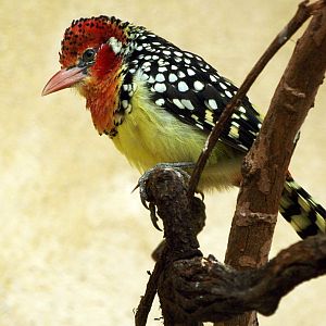 Red and yellow barbet