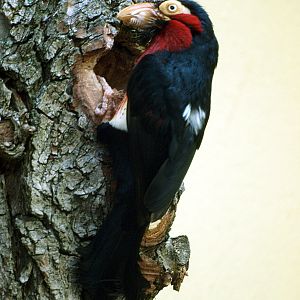 Bearded barbet