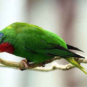 Blue-crowned lory
