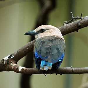 Blue-bellied roller