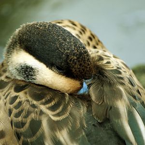 Hottentot teal